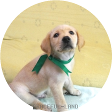 英国ラブラドールの子犬